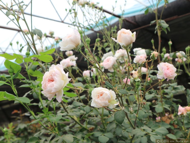 The Albrighton Rambler奥尔布莱顿 