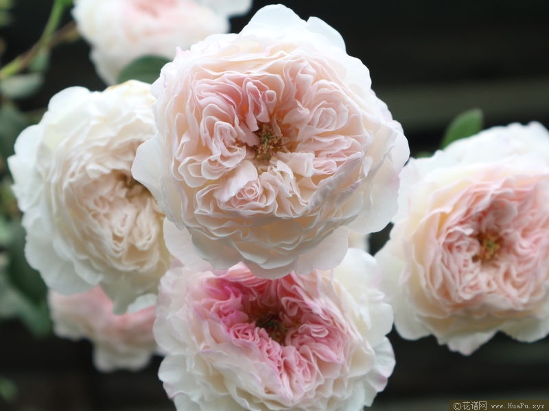 The Albrighton Rambler奥尔布莱顿 