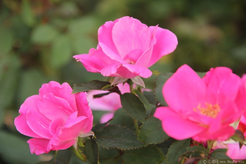 Pink Knock Out粉色惊艳