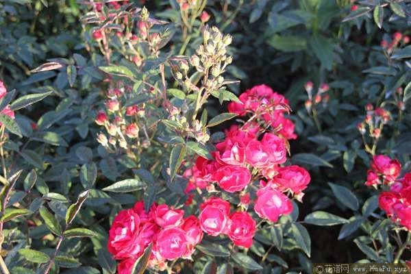 Laura\'s Red Koster红克斯特 