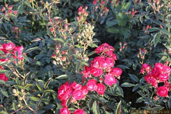Laura\'s Red Koster红克斯特 