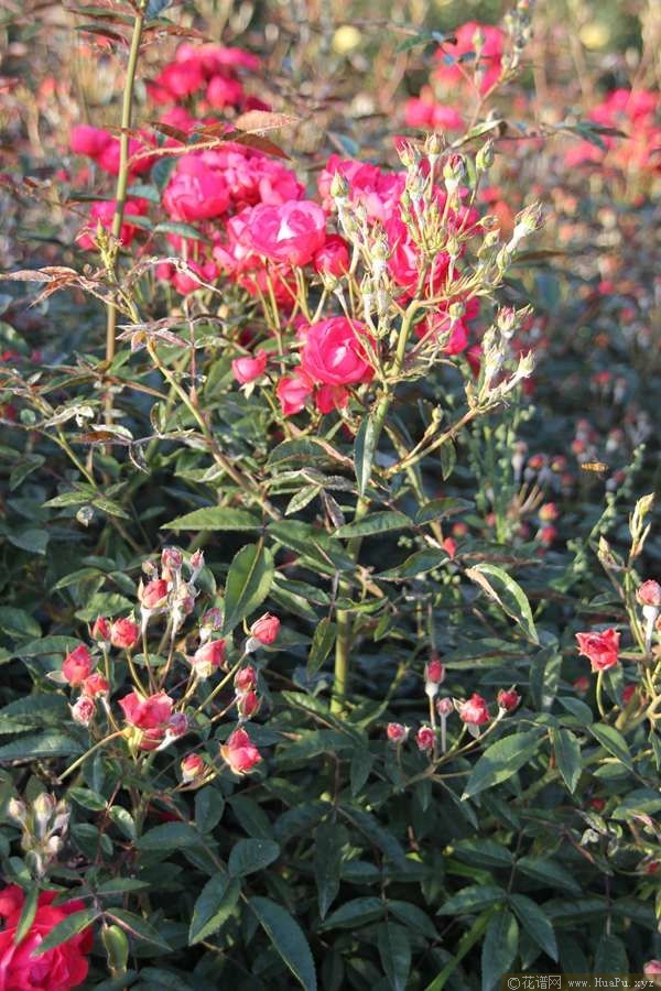 Laura\'s Red Koster红克斯特 