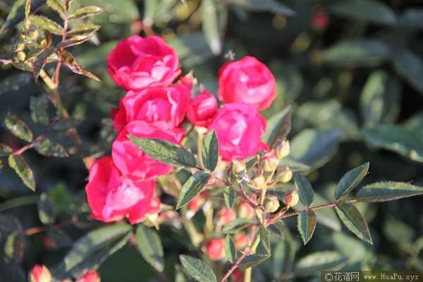 Laura\'s Red Koster红克斯特 
