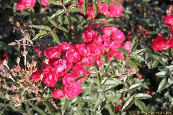 Laura\'s Red Koster红克斯特 
