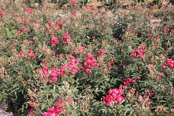 Laura\'s Red Koster红克斯特 