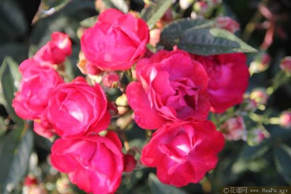 Laura\'s Red Koster红克斯特 