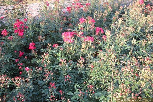 Laura\'s Red Koster红克斯特 
