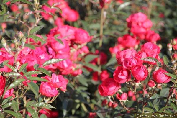 Laura\'s Red Koster红克斯特 