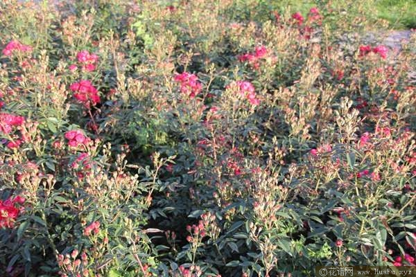 Laura\'s Red Koster红克斯特 