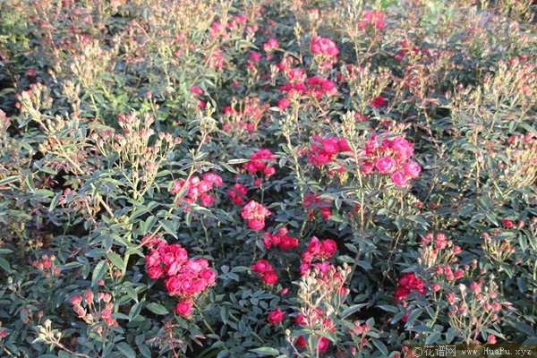 Laura\'s Red Koster红克斯特 