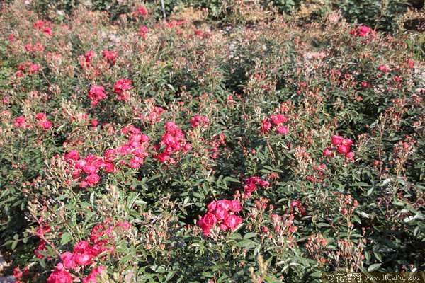 Laura\'s Red Koster红克斯特 