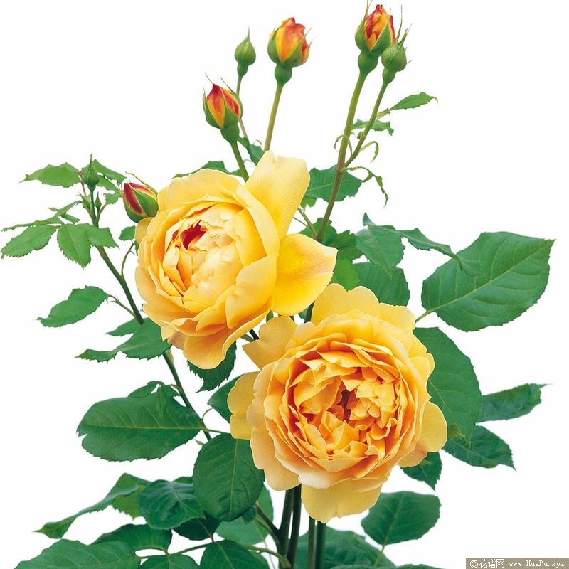 Golden Celebration黄金庆典