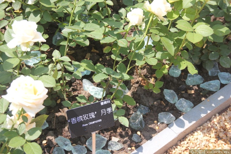 Champagner香槟玫瑰