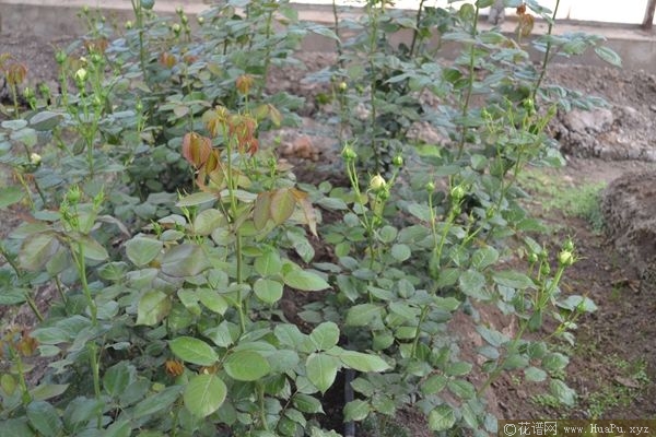 Eden Rose 85龙沙宝石 