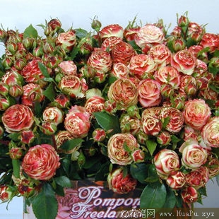 Latin Pompon Freelander 拉丁绒球