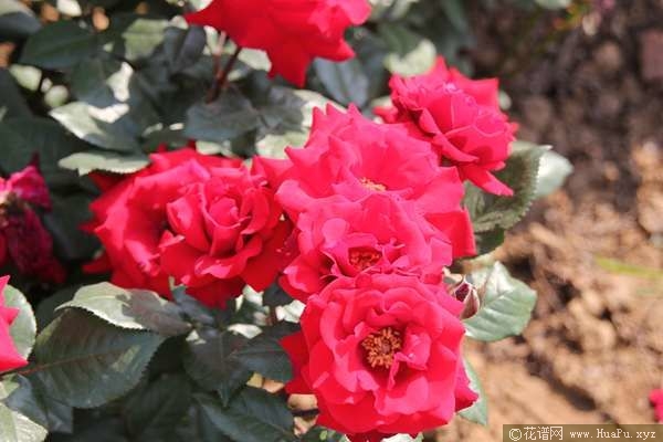 La France法兰西