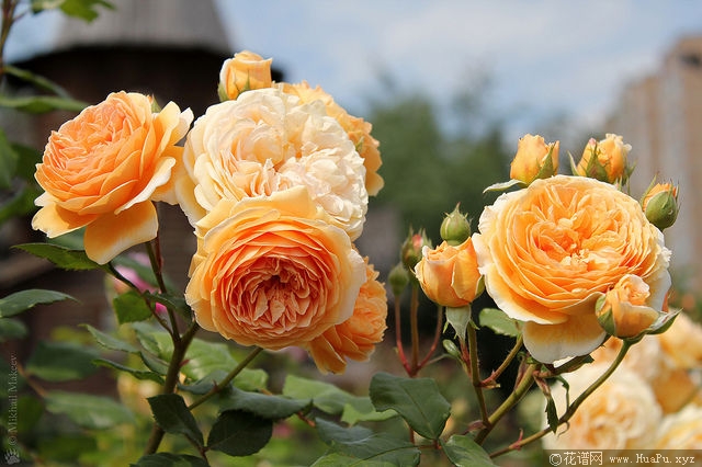 Crown Princess Margareta玛格丽特王妃 