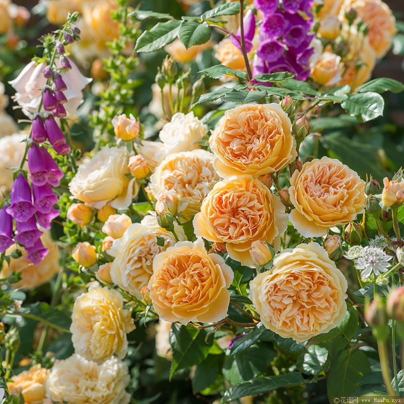 Crown Princess Margareta玛格丽特王妃 