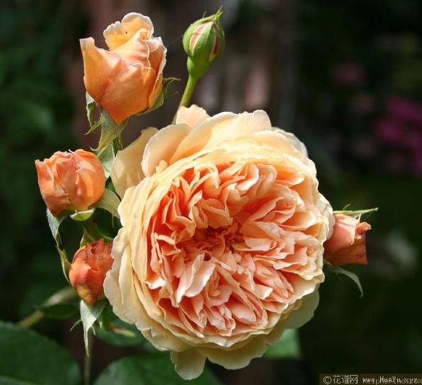 Crown Princess Margareta玛格丽特王妃 