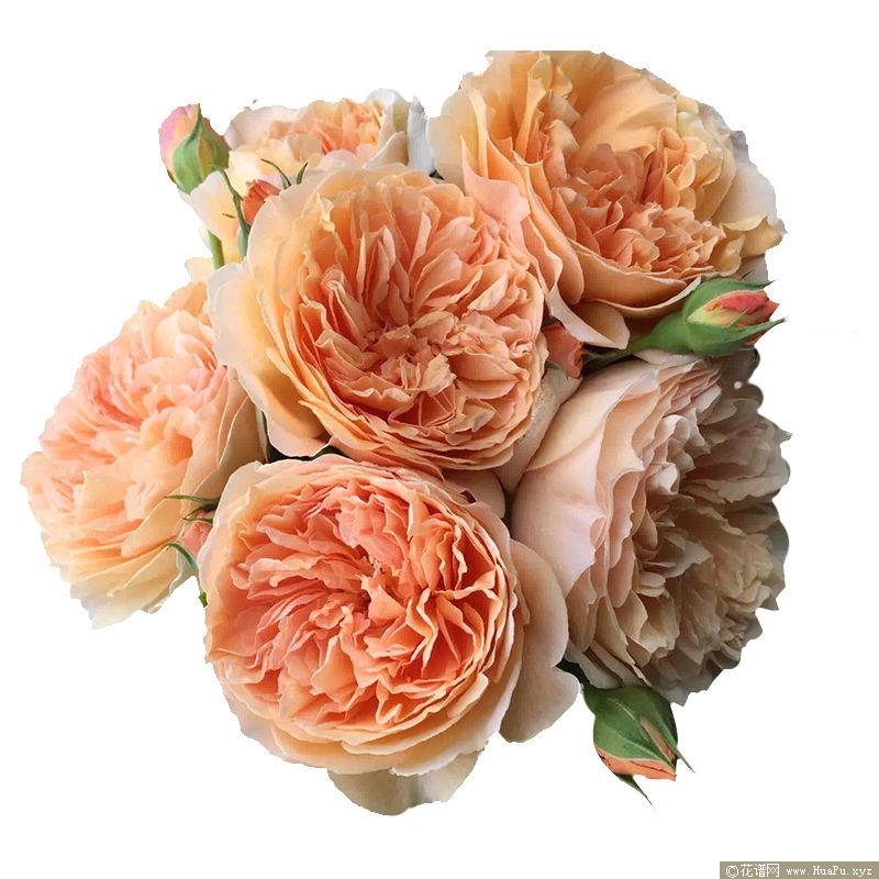 Crown Princess Margareta玛格丽特王妃 