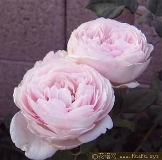 Geoff Hamilton杰夫·汉密尔顿 
