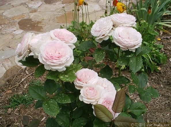 Geoff Hamilton杰夫·汉密尔顿 