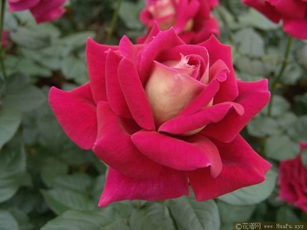 kronenbourg火和平 月季的优缺点与资料品种介绍 – 花谱网
