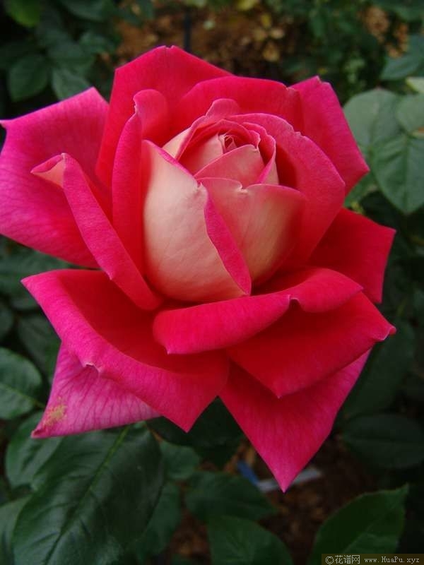 kronenbourg火和平