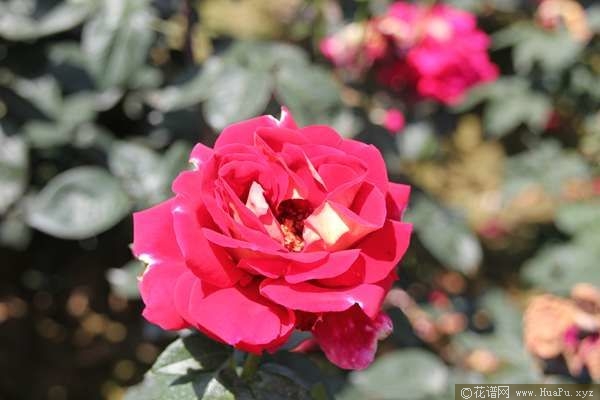 kronenbourg火和平 月季的优缺点与资料品种介绍 – 花谱网