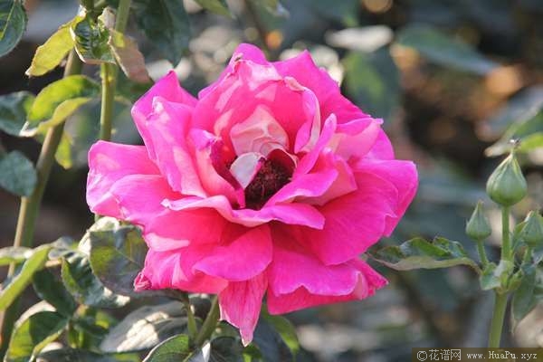 kronenbourg火和平 月季的优缺点与资料品种介绍 – 花谱网