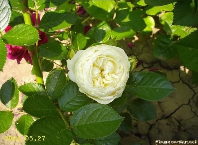 Artemis月亮守护神