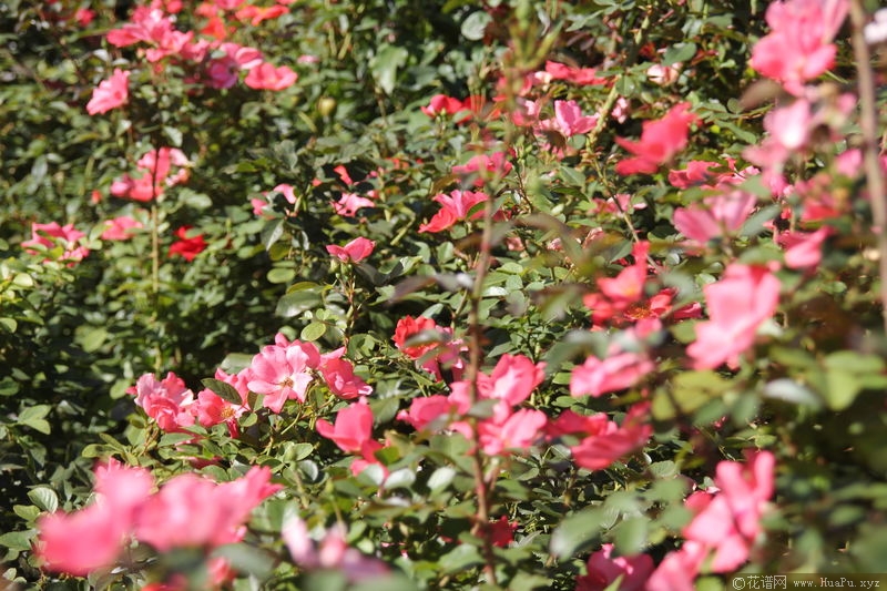 Amstelveen阿姆斯特芬