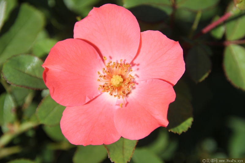 Amstelveen阿姆斯特芬