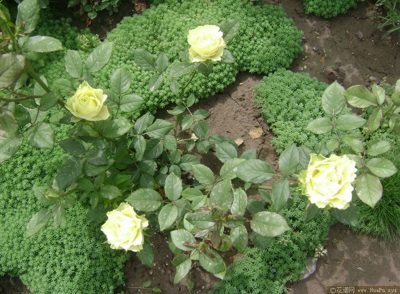 Limbo迷失城