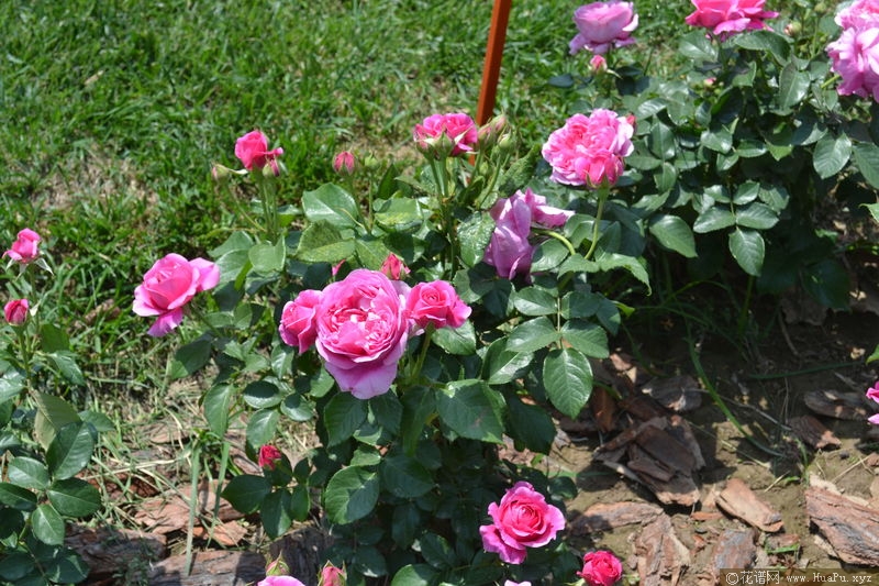 emily艾米丽 月季的优缺点与资料品种介绍 – 花谱网