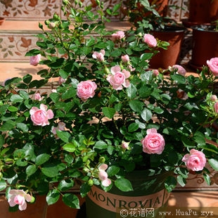 Mini Leonardo da Vinci迷你达芬奇