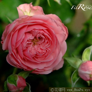 Mini Leonardo da Vinci迷你达芬奇
