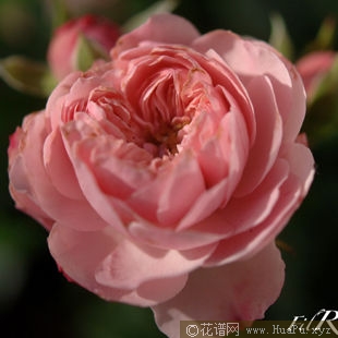 Mini Leonardo da Vinci迷你达芬奇