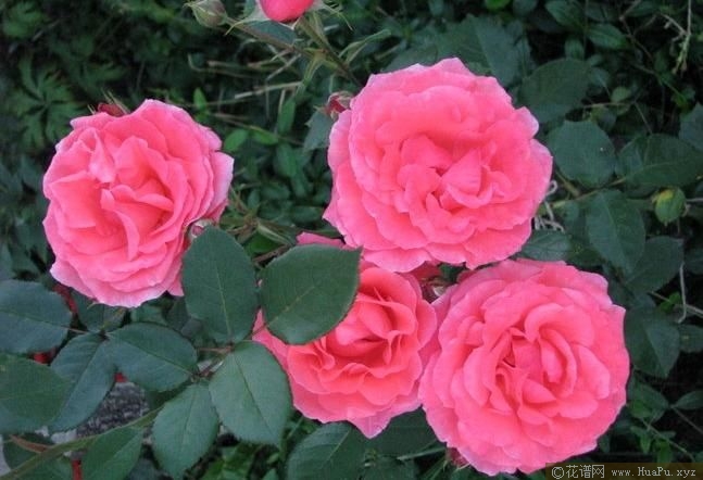 Jardins de France法国花园 