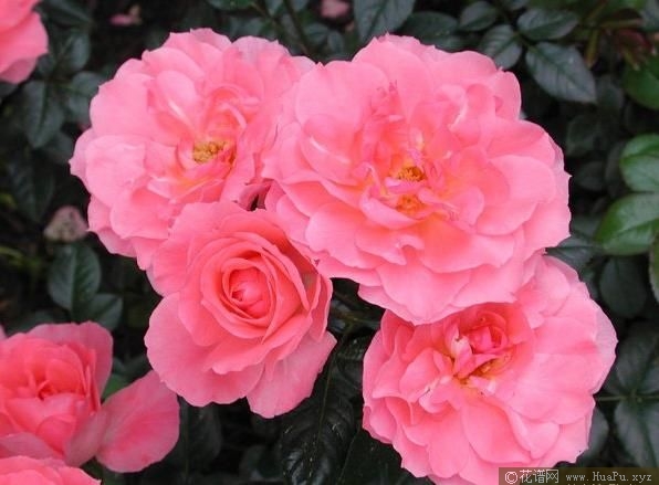 Jardins de France法国花园 