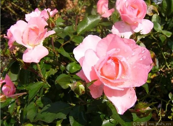 Jardins de France法国花园 