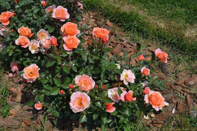 Fragrant Delight香悦