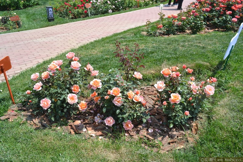 Fragrant Delight香悦