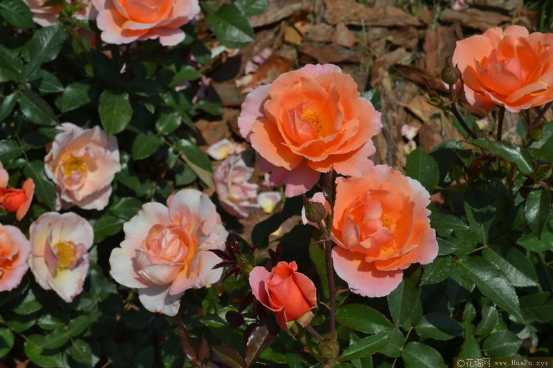 Fragrant Delight香悦