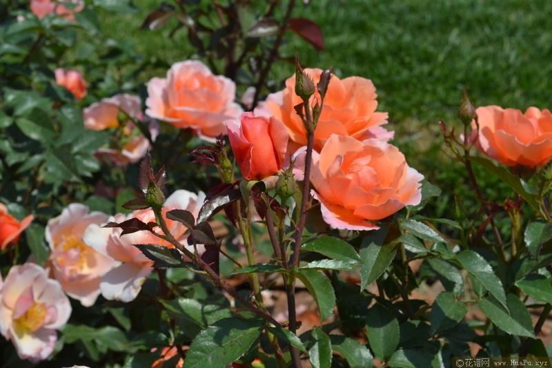 Fragrant Delight香悦