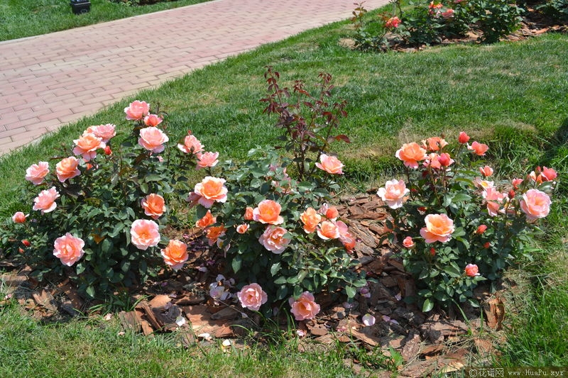 Fragrant Delight香悦