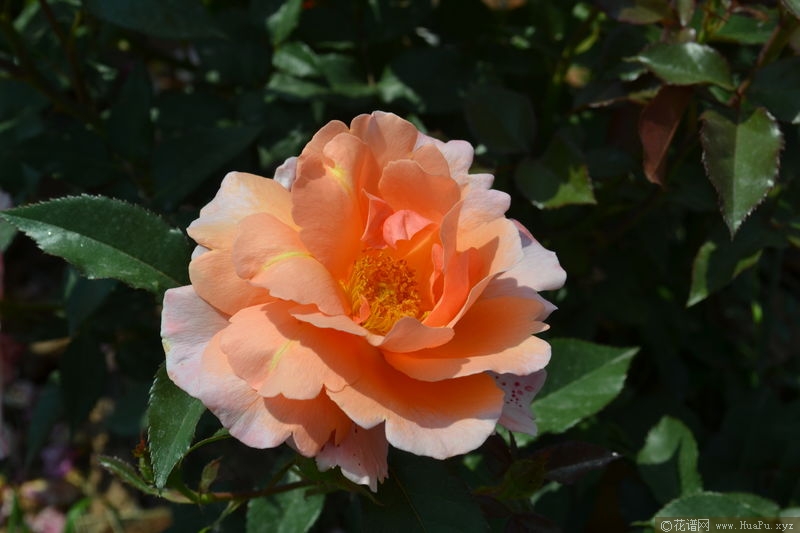 Fragrant Delight香悦
