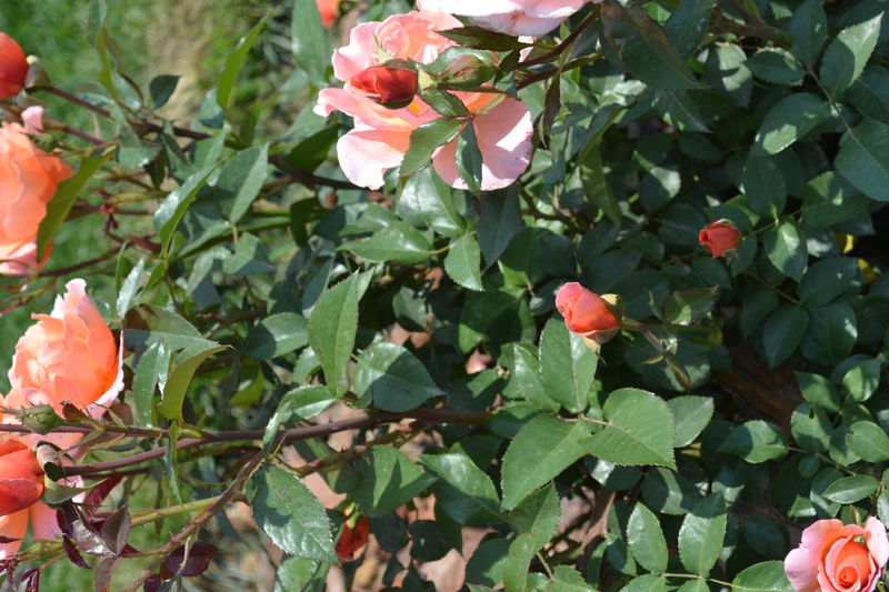 Fragrant Delight香悦