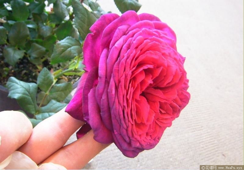Johann Wolfgang von Goethe Rose 歌德玫瑰