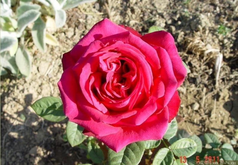 Johann Wolfgang von Goethe Rose 歌德玫瑰